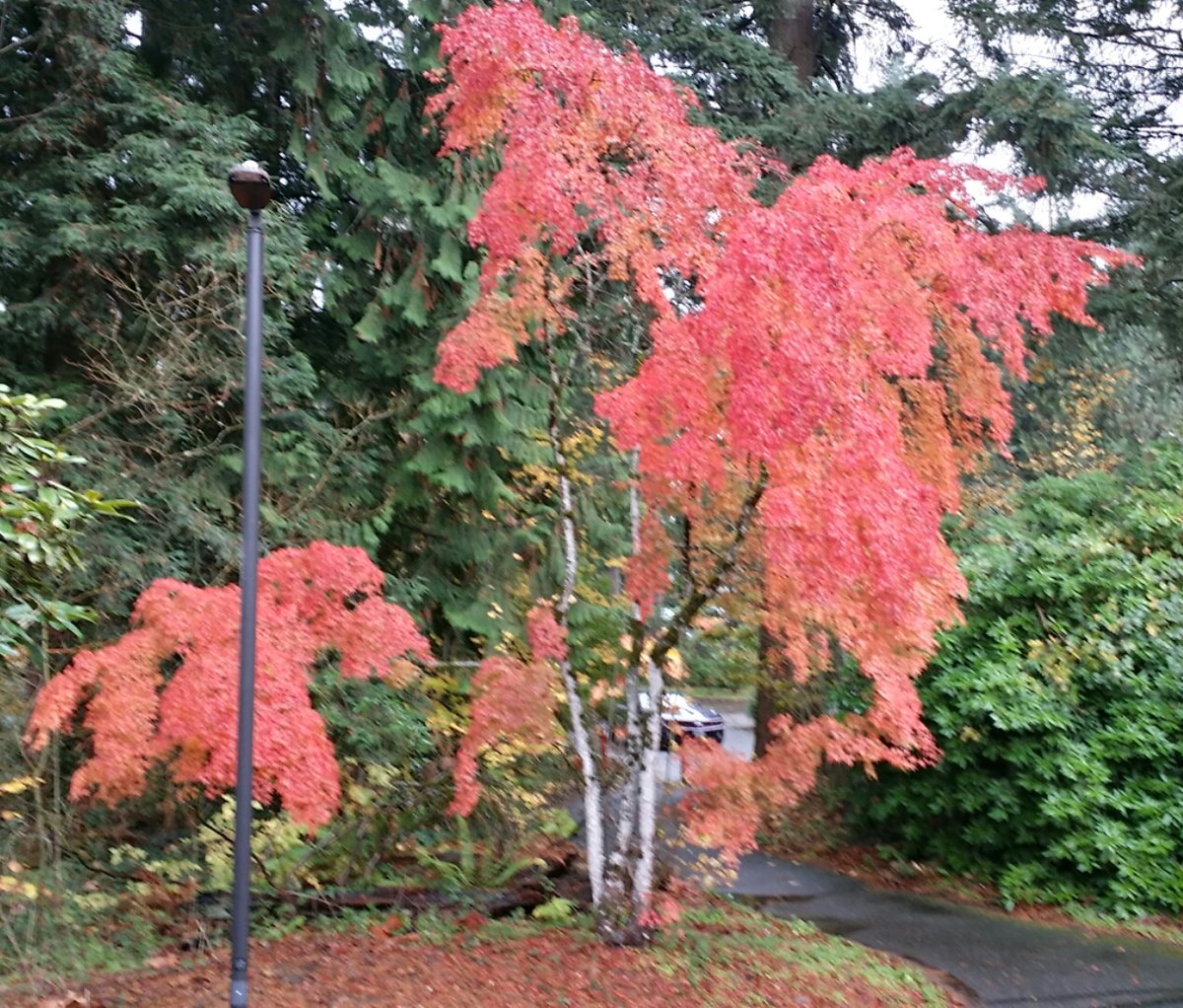 Lea Hill, WA - Lea Hill, Auburn, Washington - Wikipedia